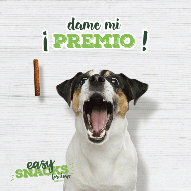 Animaciones en instagram para fomentar la interactividad de marca en instagram