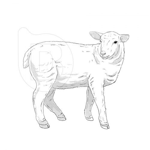 Infografías e ilustraciones diseño