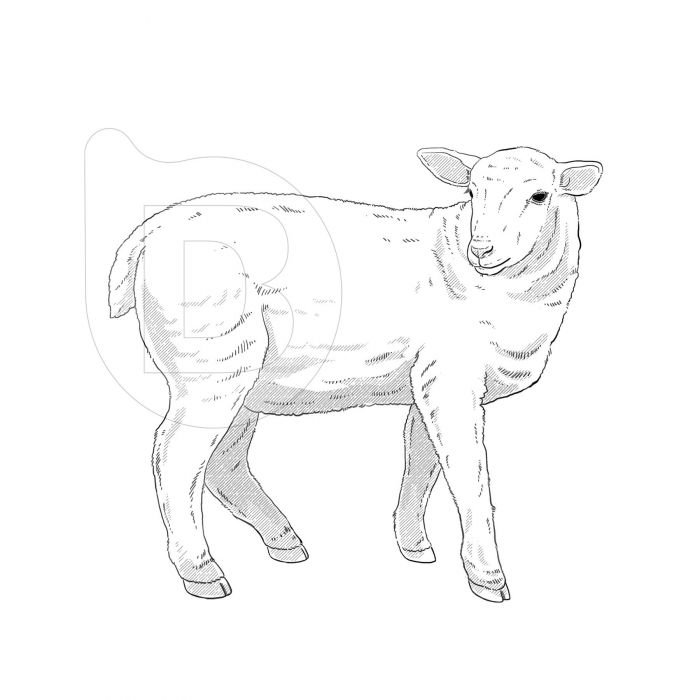 Infografías e ilustraciones diseño