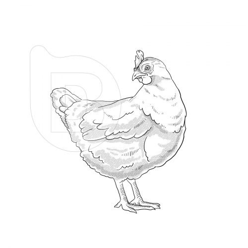 Infografías e ilustraciones diseño