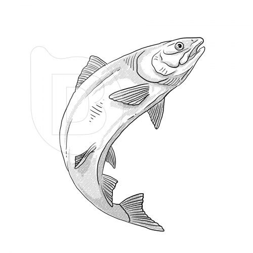 Infografías e ilustraciones diseño