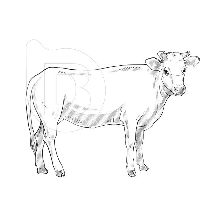 Infografías e ilustraciones diseño