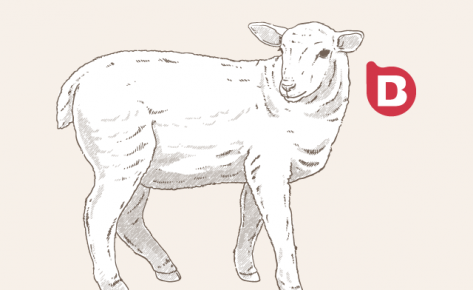 Ilustraciones personalizadas para el diseño de empaque y packaging