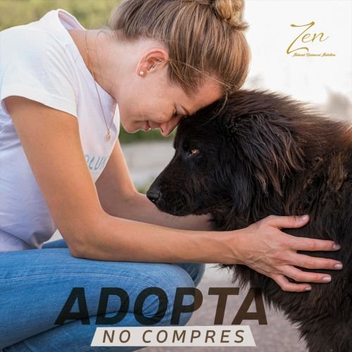 adopta no compres mensaje de solidaridad para incentivar la responsabilidad social corporativa