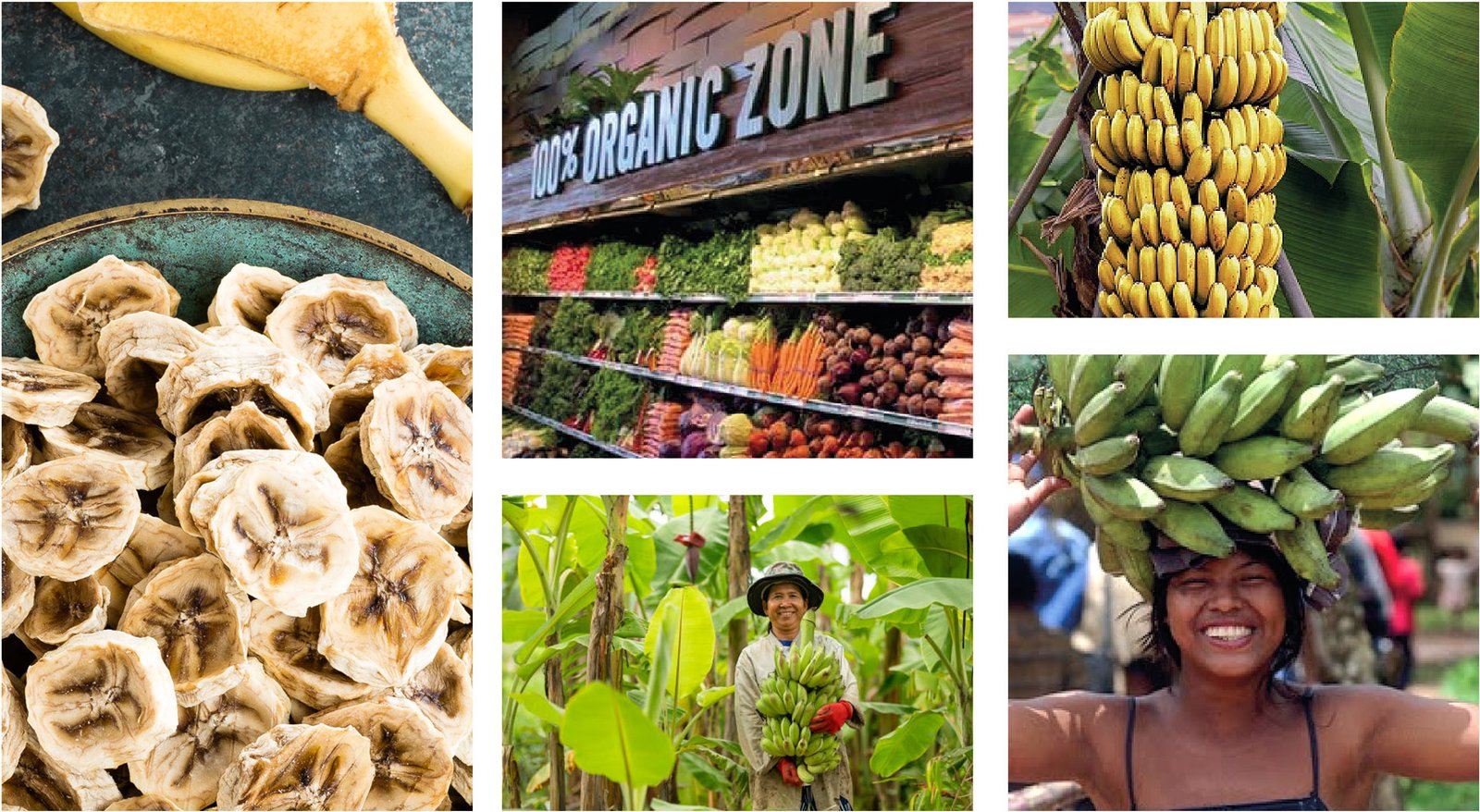 concepto-diseno-grafico-branding-marca-frutos-deshidratados