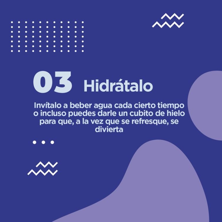 Publicación instagram consejos de cuidado mascotas