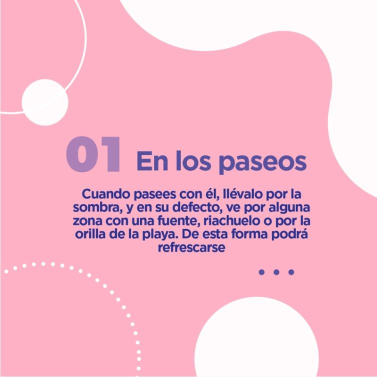 Publicación instagram consejos de cuidado mascotas