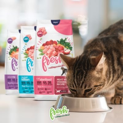 Publicación instagram alimentación gatos