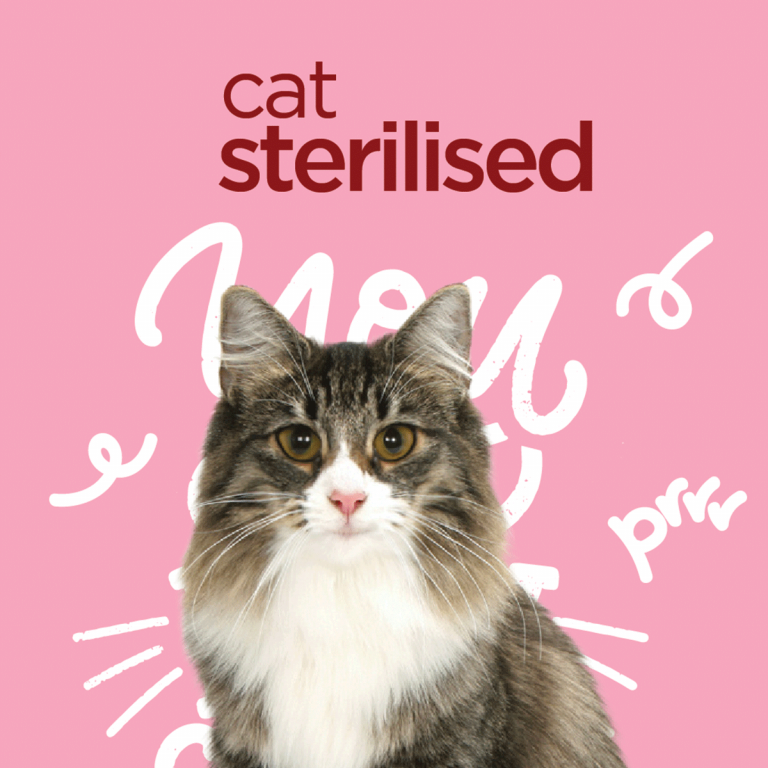 Experiencia en marcas para mascotas