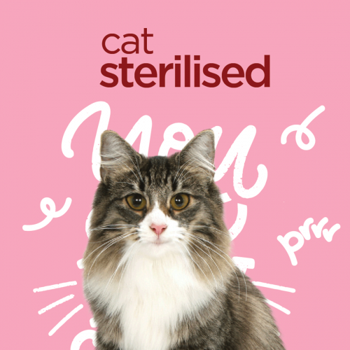 Experiencia en marcas para mascotas