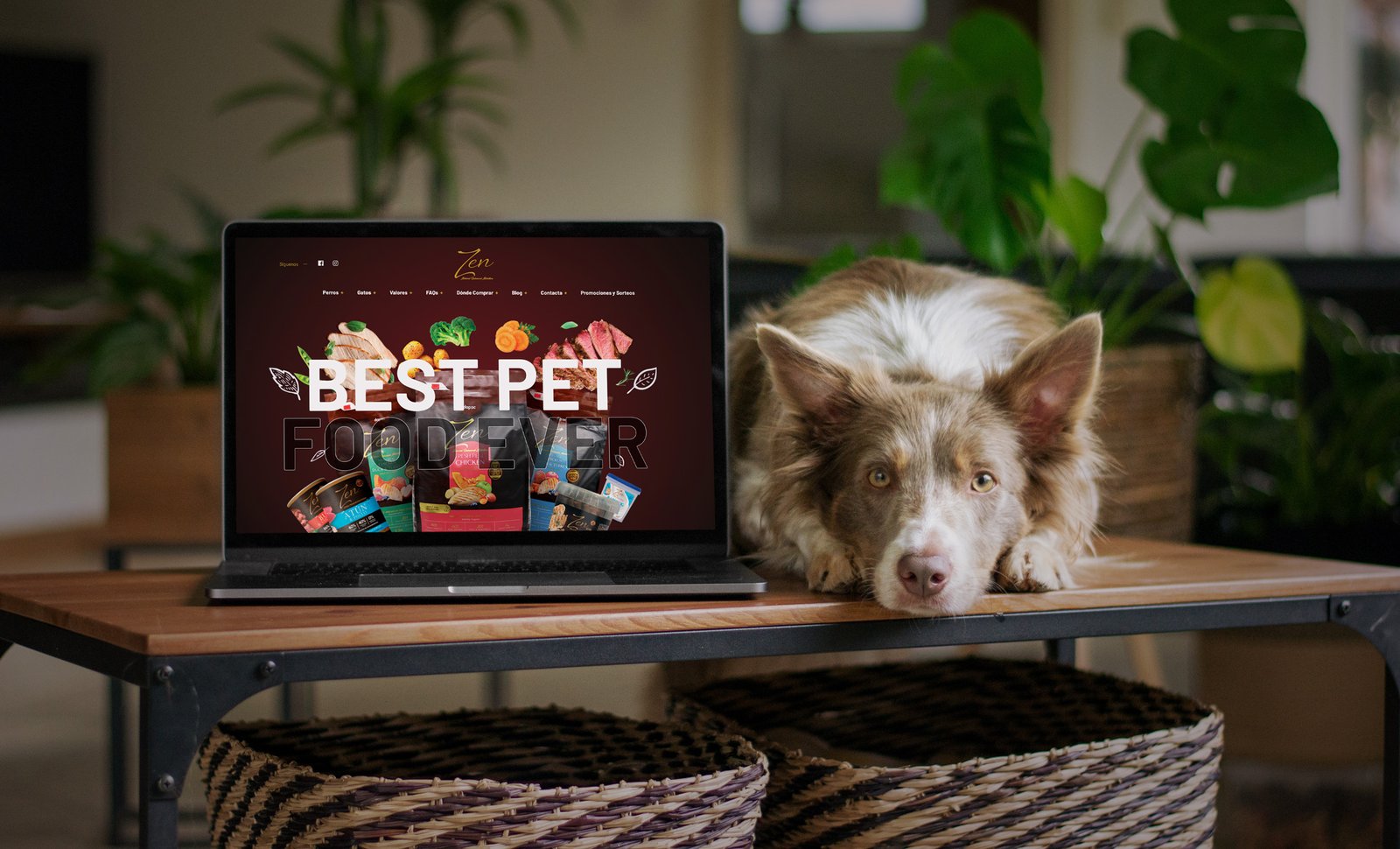 agencia de diseño y desarrollo web en madrid