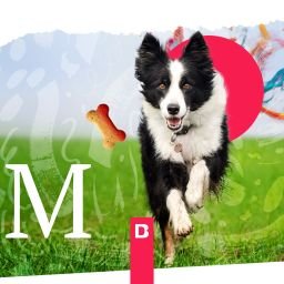 Los Millennials Gastan Más en sus Mascotas: Oportunidades para Marcas Premium