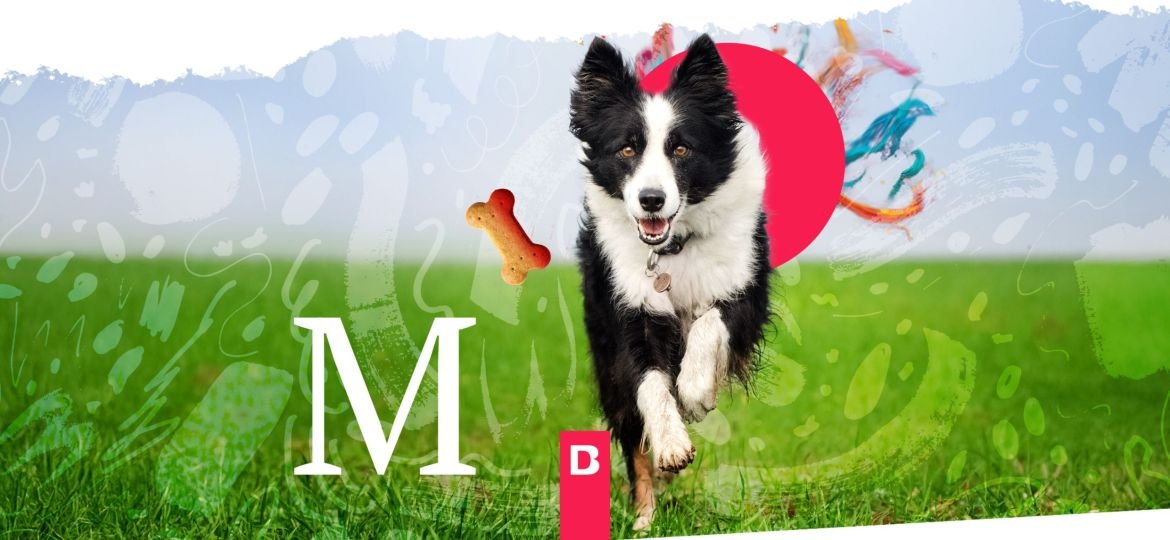 Los Millennials Gastan Más en sus Mascotas: Oportunidades para Marcas Premium