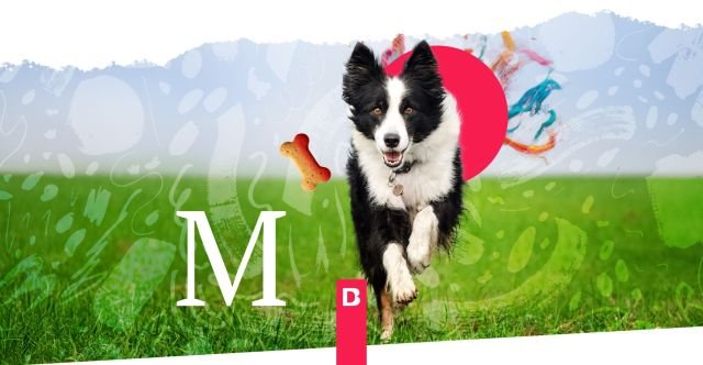 Los Millennials Gastan Más en sus Mascotas: Oportunidades para Marcas Premium