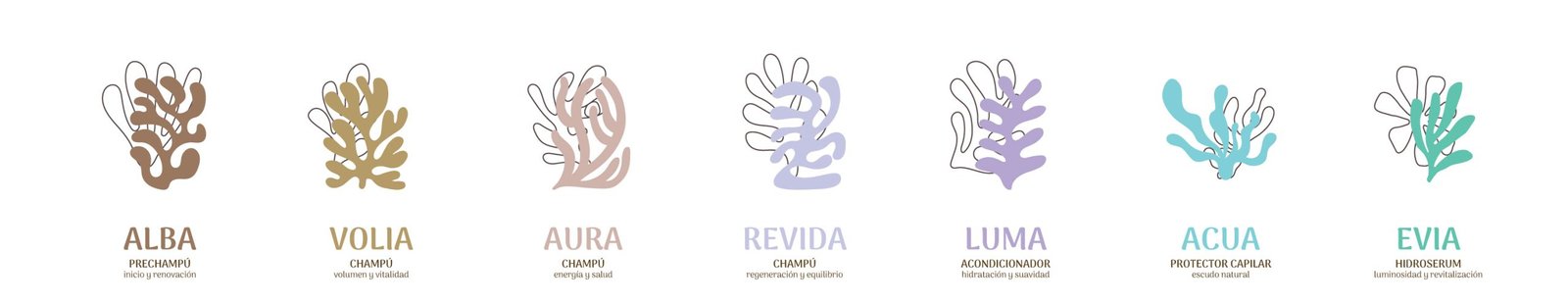 Exploración de propuestas de diseño para la línea de champús y tratamientos NHC creada por Brandesign.